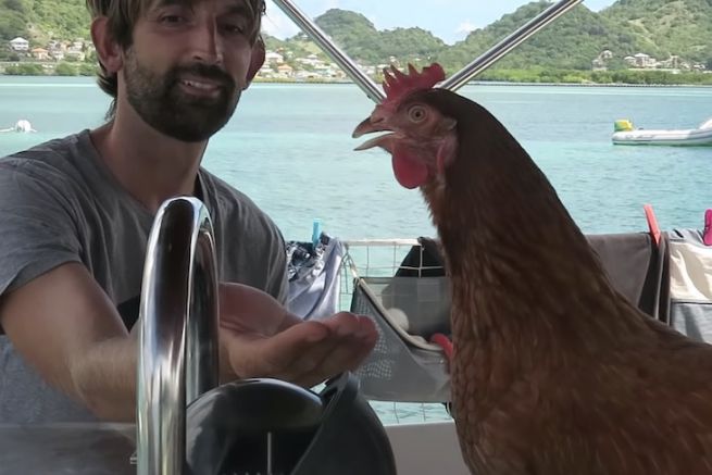 Spinto dal vento: incontro con Monique la gallina che ha fatto il giro del mondo