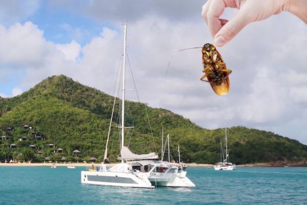 Navigazione tropicale, come evitare lo scarafaggio a bordo?