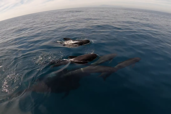 Cittadino nomade a vela, delfini e balene pilota a Gibilterra