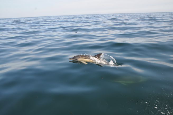 Delfini comuni a sud del Glenan