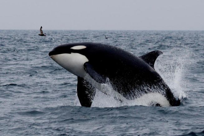 Un'orca in azione di caccia
