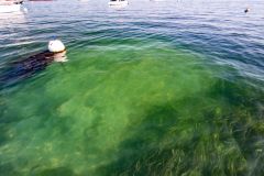 Gli effetti del rastrellamento sui letti di alghe marine