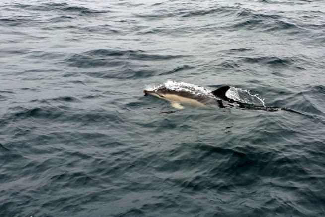 Traversata Scilly-Irlanda, perfetta navigazione con i delfini