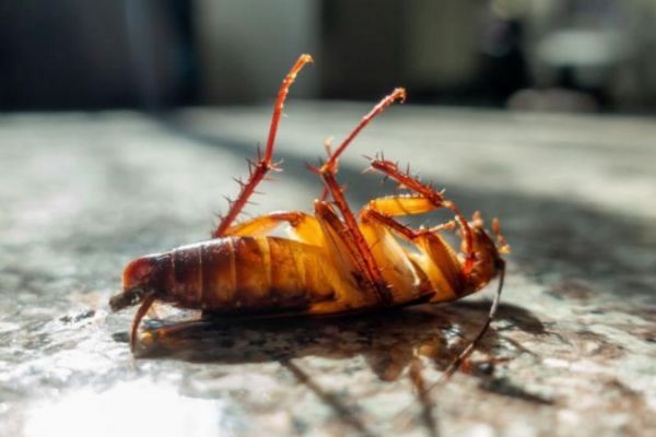 La presenza di scarafaggi a bordo  tutt'altro che piacevole